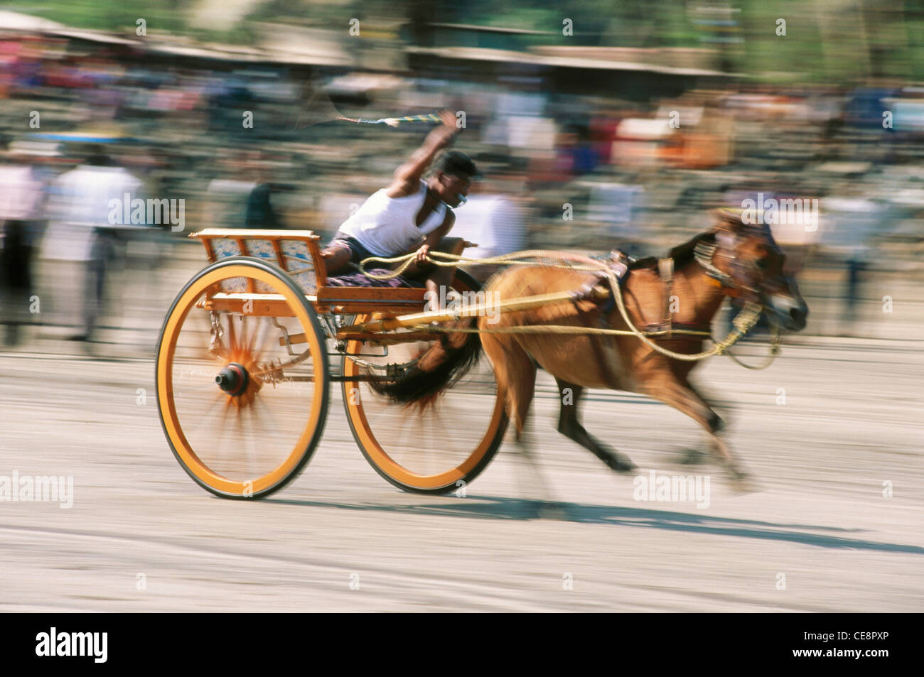 Horse Cart Race , Alibaug beach , Maharashtra , india , asia Stock Photo