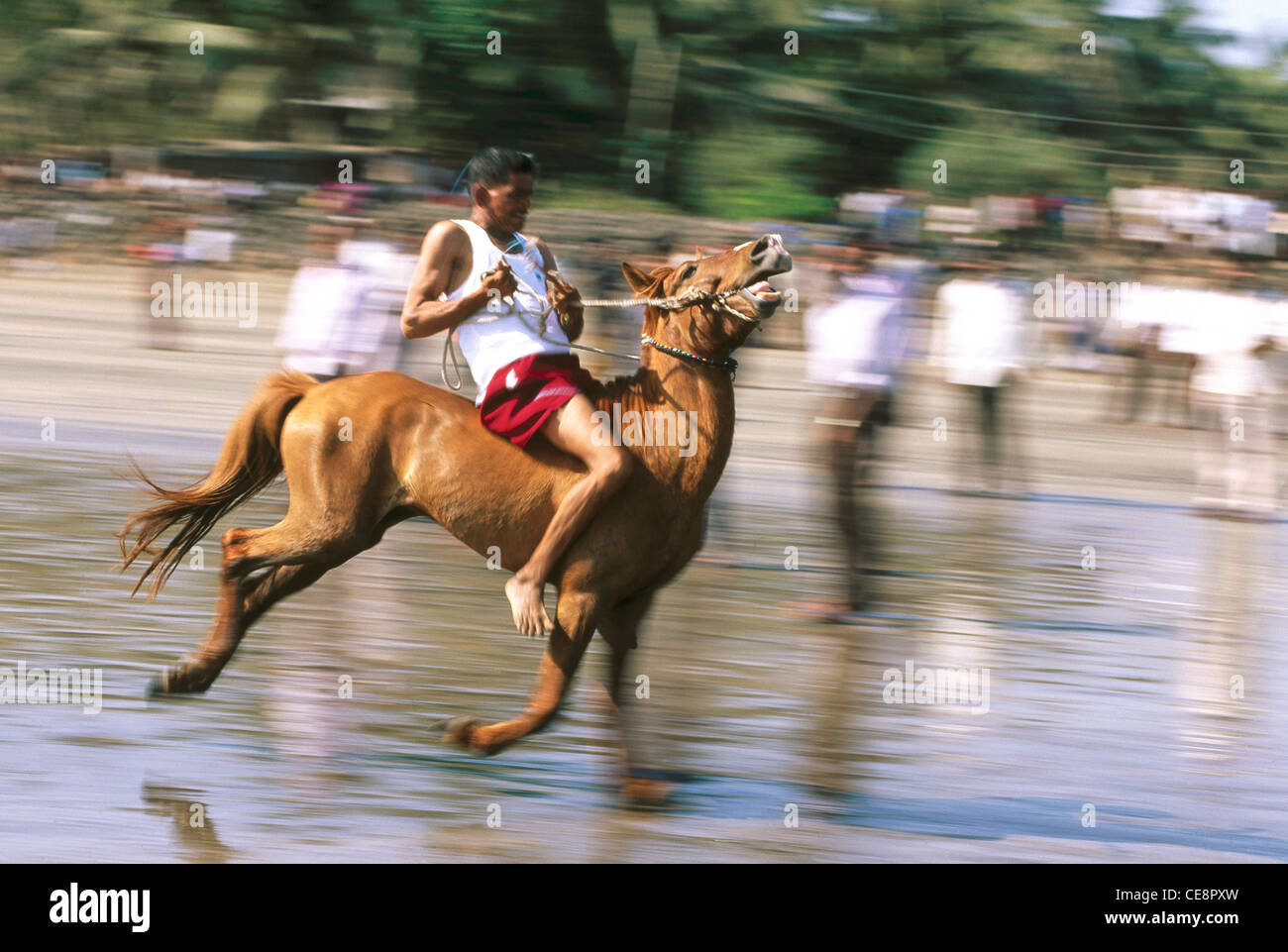 Horse Race , Alibaug beach , Maharashtra , india , asia Stock Photo