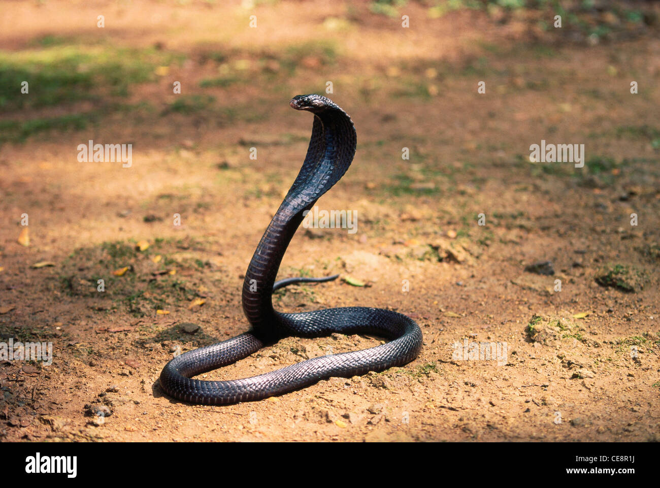 snake black cobra