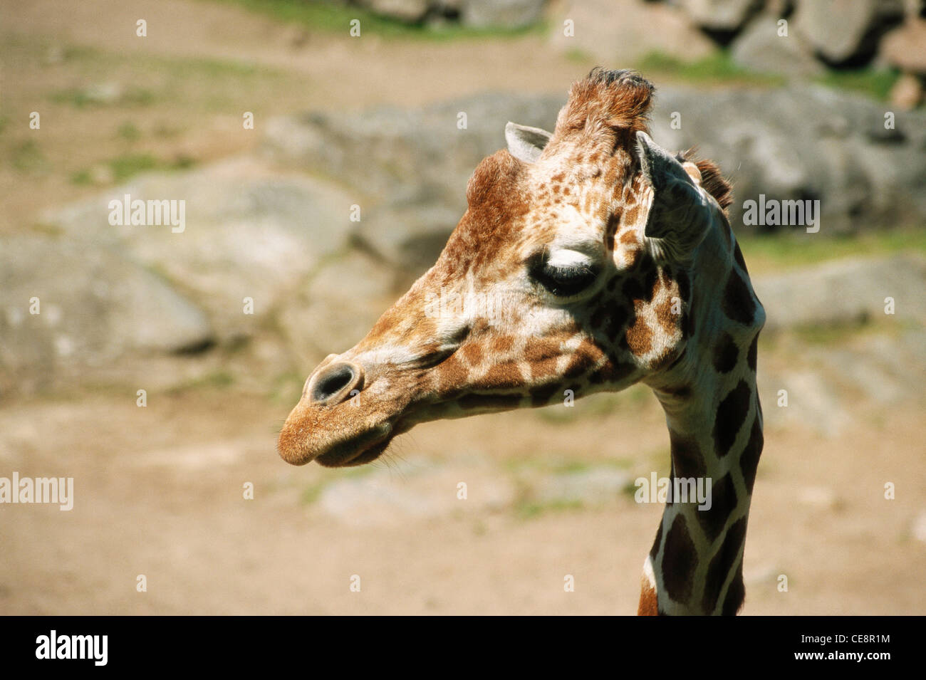 Giraffe , Boras National Park , Boras Djurpark , Sweden , Europe Stock Photo