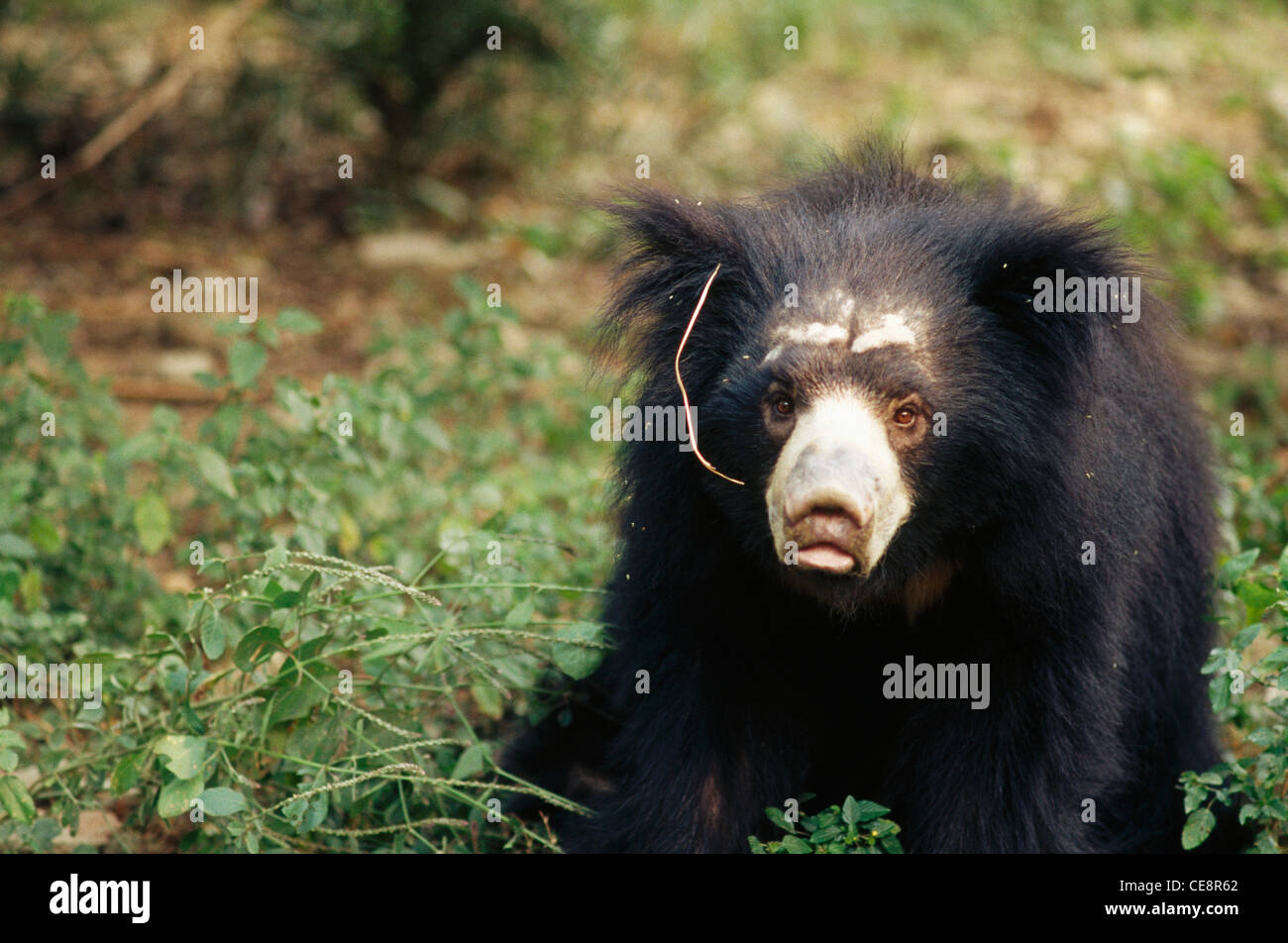 Himalayan Black Bear Stock Photo