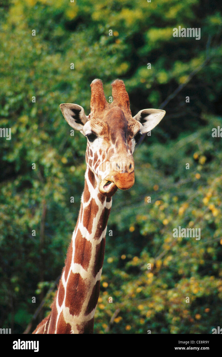 Giraffe , Zoo , Zoological garden , Frederiksberg , Copenhegan , Denmark , Europe Stock Photo