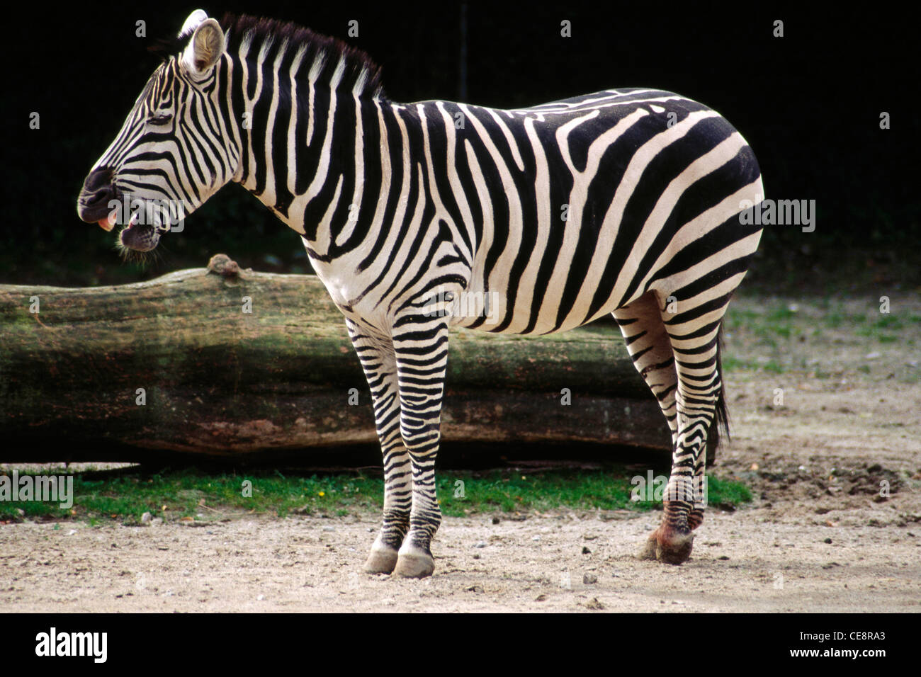 Zebra , Zoo , Zoological garden , Frederiksberg , Copenhegan , Denmark , Europe Stock Photo