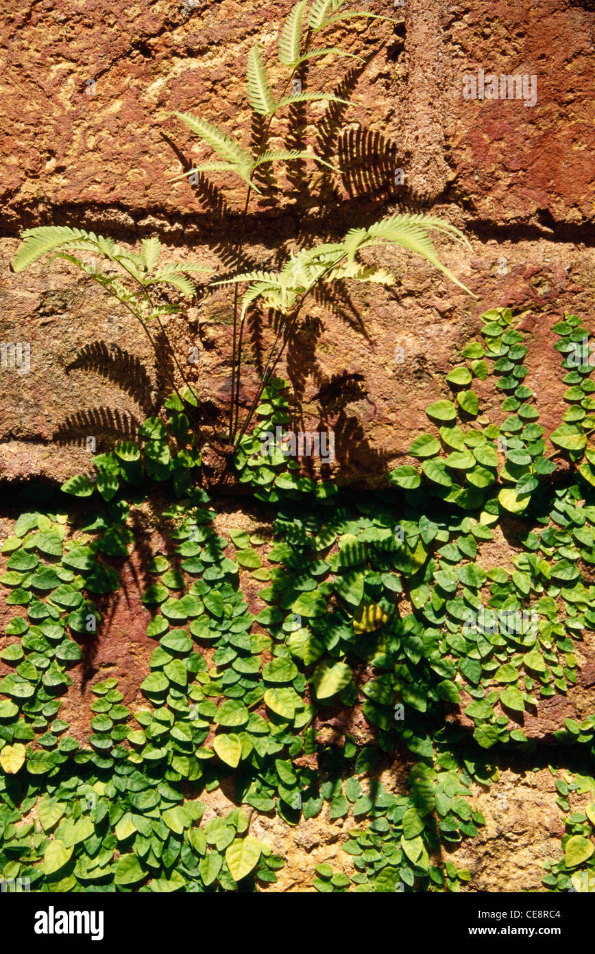 Creepers growing on a wall third eye series hires stock photography