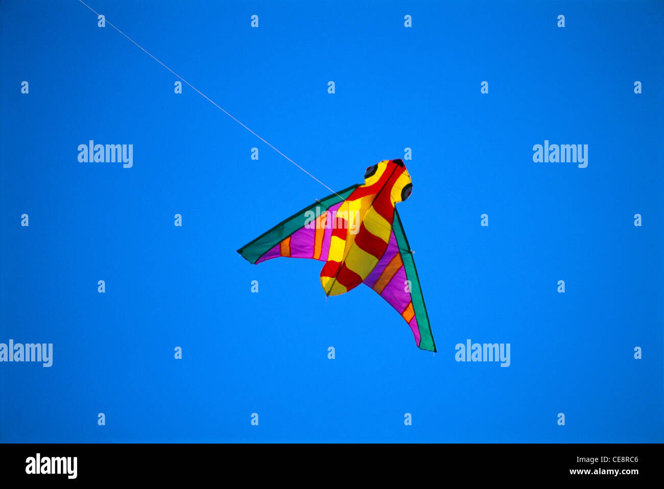 Kite Bee Stock Photos Kite Bee Stock Images Alamy