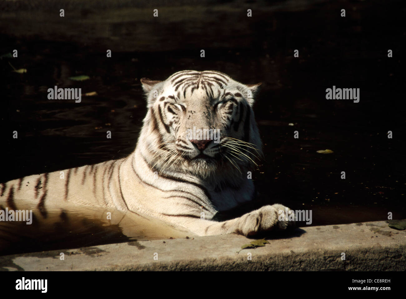 White Tiger sitting , Panthera Tigris , India , asia Stock Photo