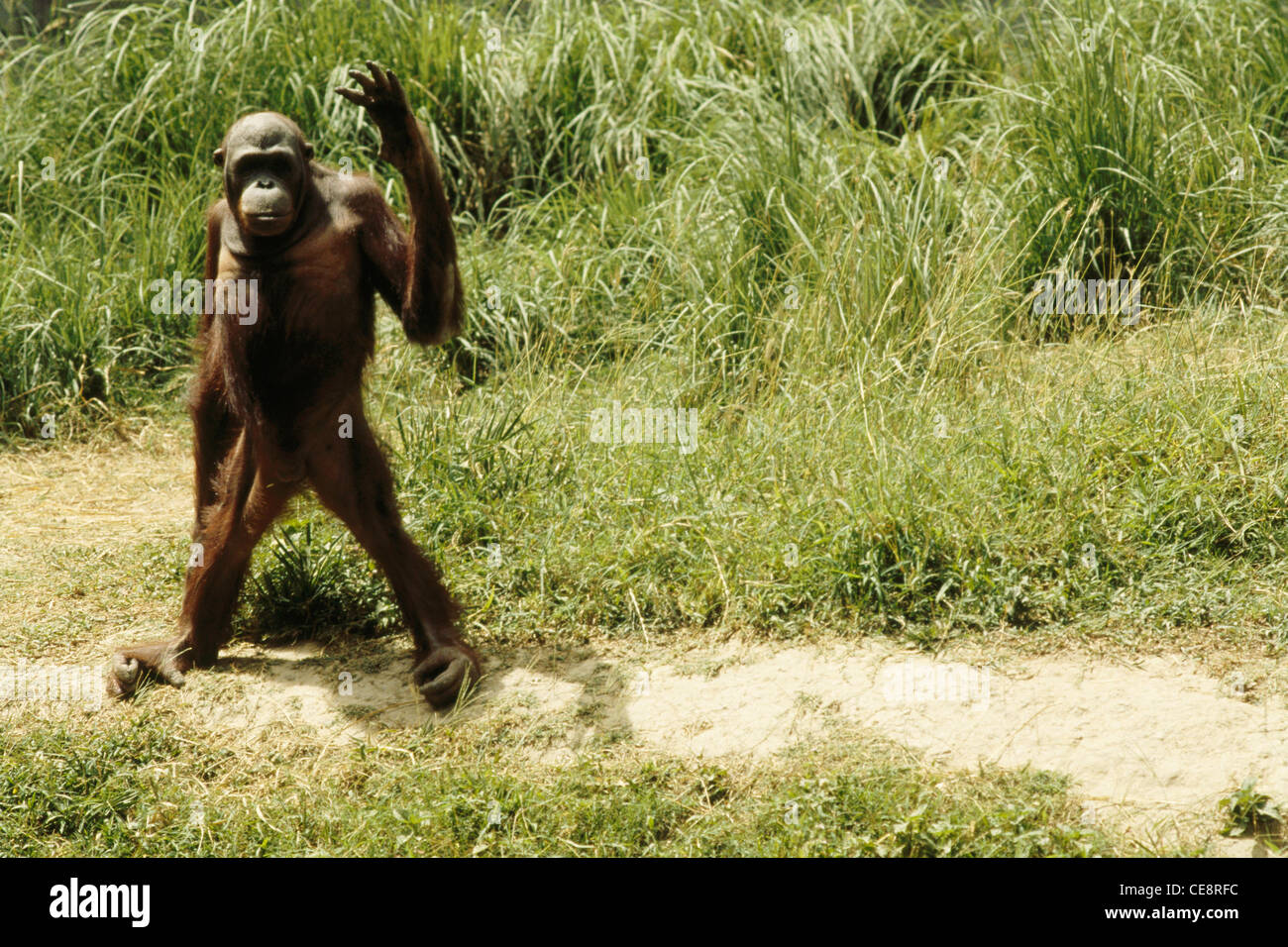 Orangutan Stock Photo