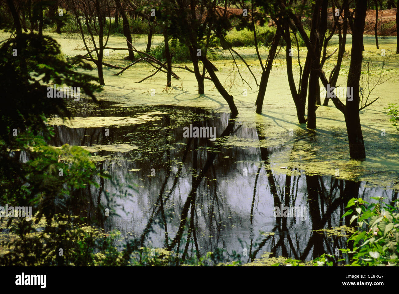 Trees in a water hi-res stock photography and images - Alamy