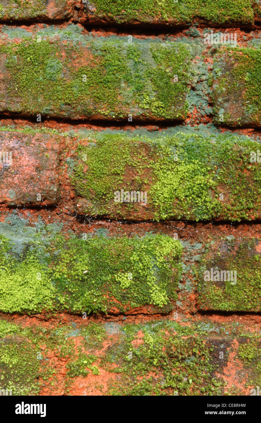 Green moss on brick wall , india , asia Stock Photo