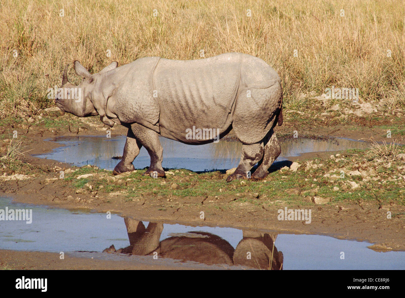 One Horned Rhino Rhinoceros , Rhinoceros unicornis ,    Kaziranga National Park , Assam , india , asia Stock Photo