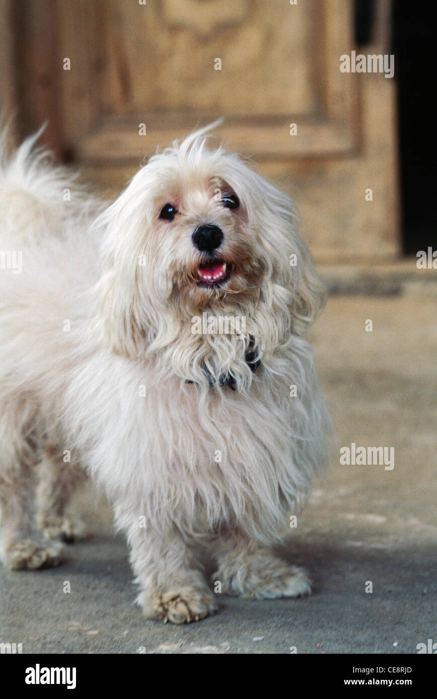 Dog pomerian Stock Photo