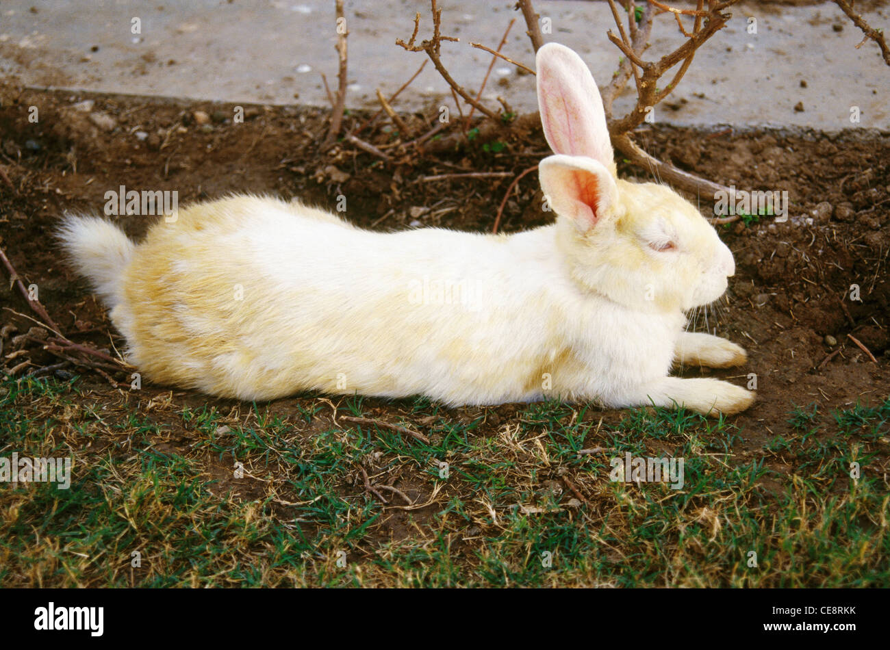 Rabbit domestic pet , india , asia Stock Photo Alamy