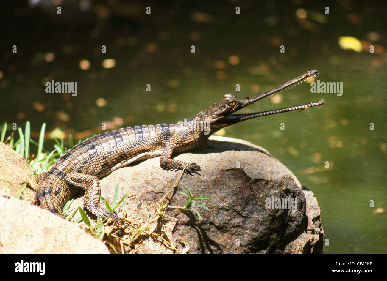 Indian Gharial , fish eating crocodile ; Gavial ; Gavialis Gangeticus , india , asia Stock Photo