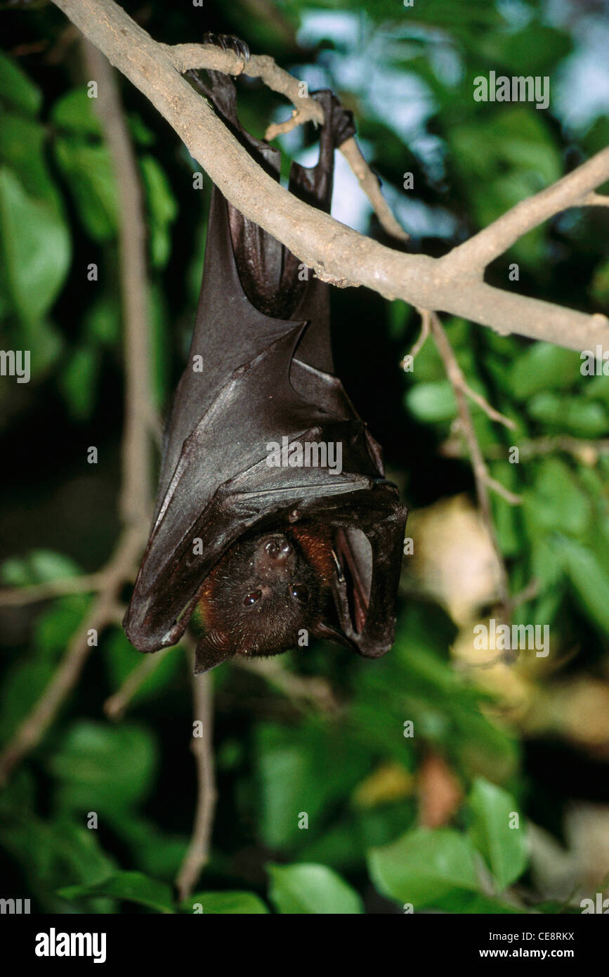 Bat , black flying fox , black fruit bat , Pteropus alecto , hanging from a tree , india , asia Stock Photo
