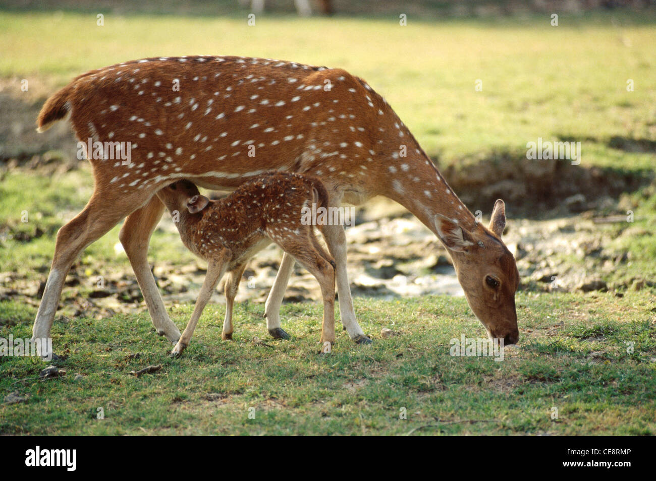 Chital deer and doe , spotted deer , chital deer , axis deer , Axis axis , India , asia Stock Photo