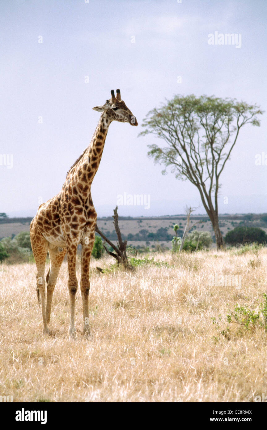 Giraffe, Stock Photo