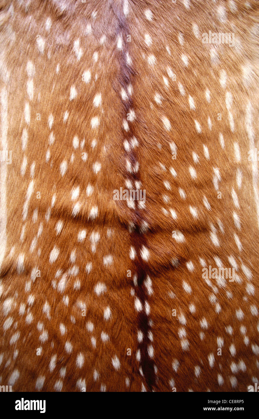 Chital or spotted deer skin ; Axis axis ; Palace , Bhuj , Kutch , Gujarat , india , asia Stock Photo