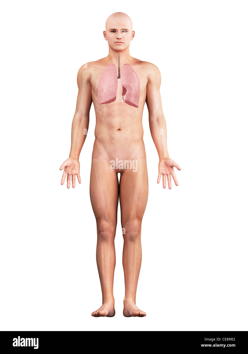 Healthy lungs, computer artwork. Stock Photo