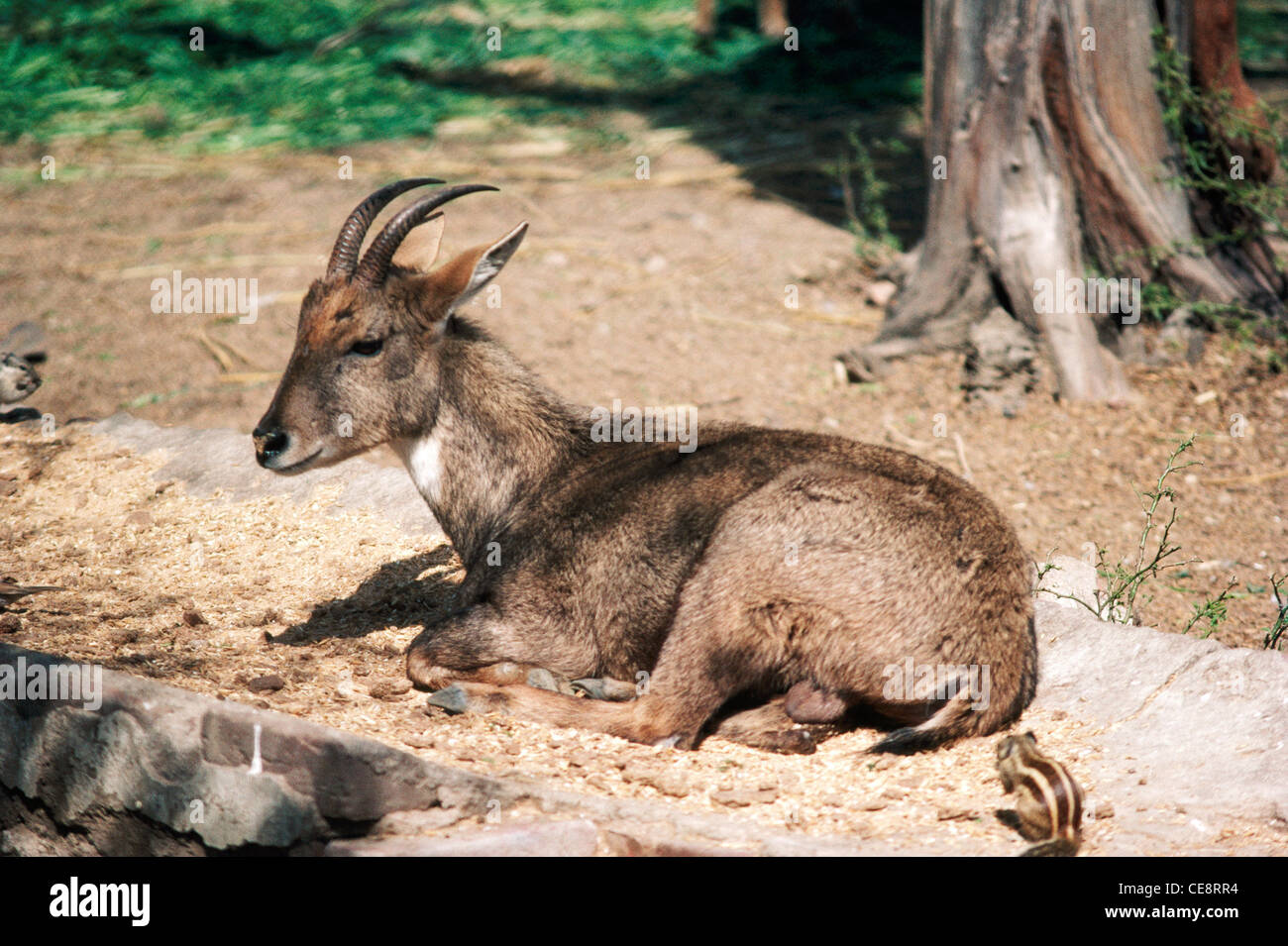 Goral , Nemorhaedus goral , india , asia Stock Photo