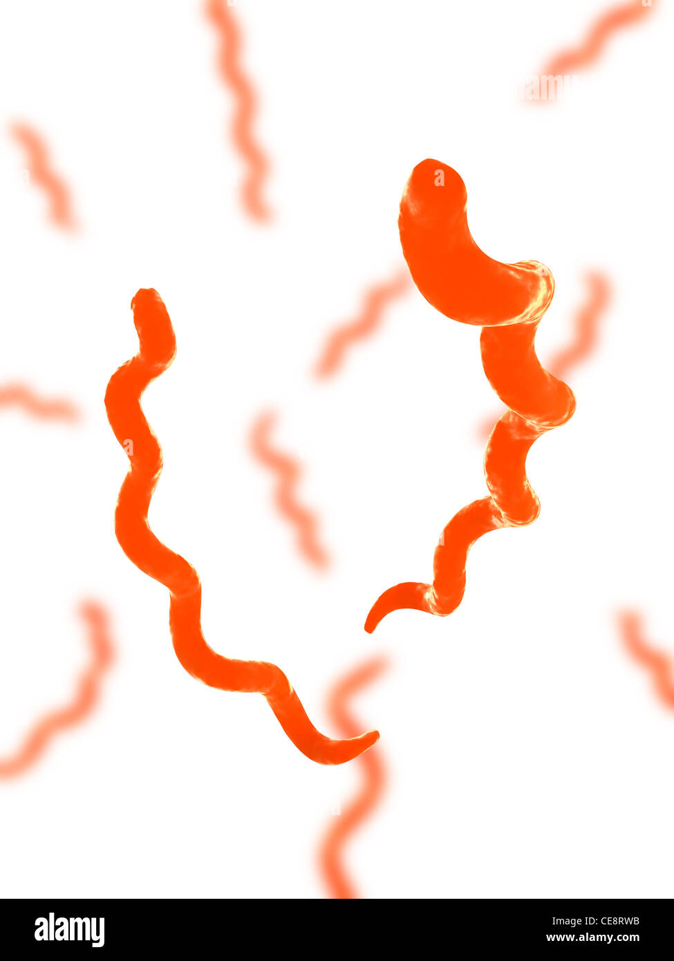 Спириллы и спирохеты. Антиген бледных трепонем. Антиген бледных трепонем. Антиген бледных трепонем. Антиген бледных трепонем.