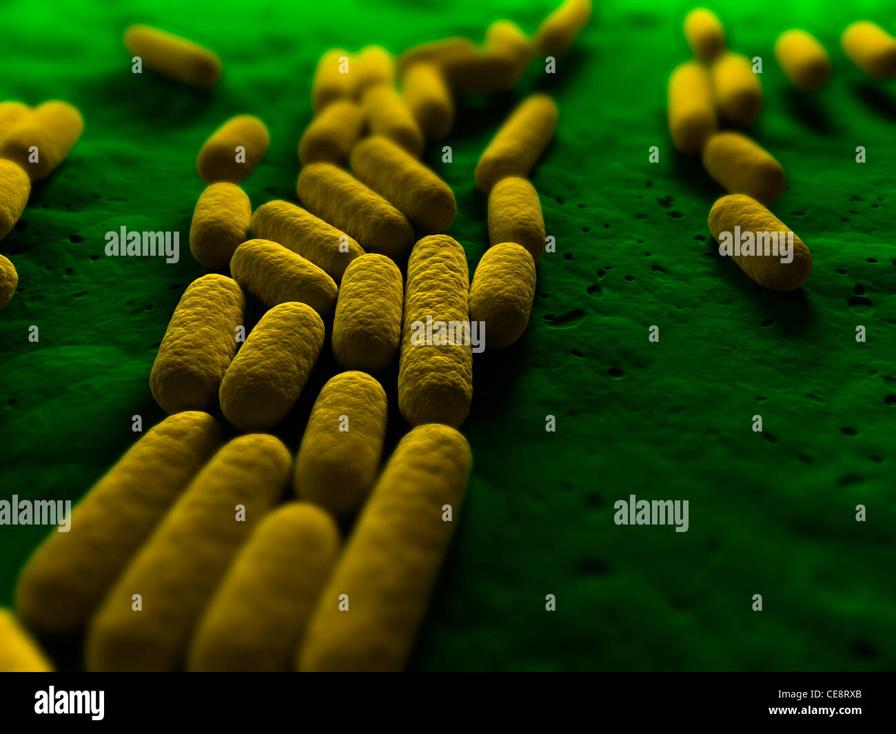 Bacillus Stock Photos & Bacillus Stock Images - Alamy