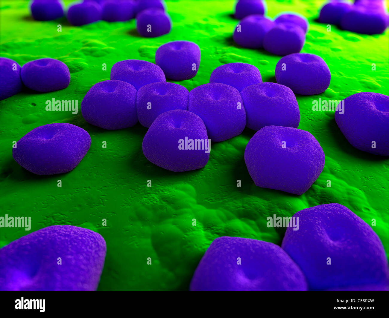 Acinetobacter Stock Photos & Acinetobacter Stock Images - Alamy