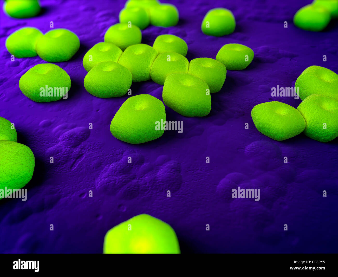 Acinetobacter Stock Photos & Acinetobacter Stock Images - Alamy