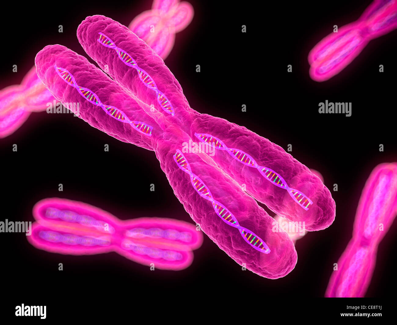 Chromosomes, computer artwork Stock Photo - Alamy