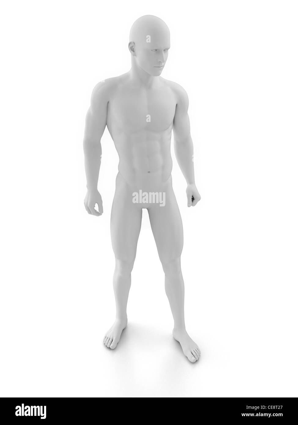 Male anatomy Black and White Stock Photos & Images - Alamy