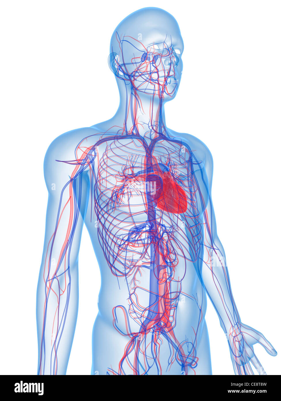 Cardiovascular system, computer artwork Stock Photo Alamy