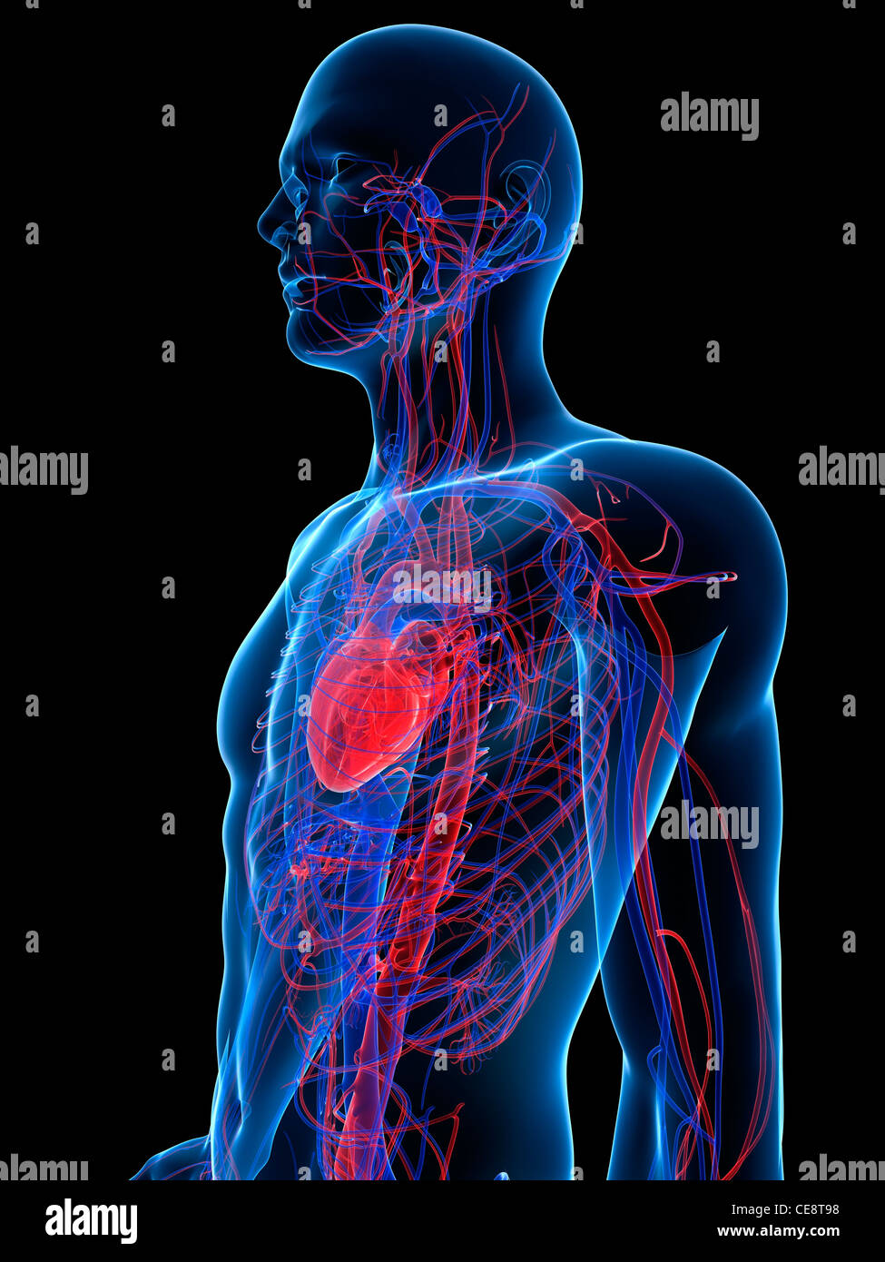 Cardiovascular system, computer artwork Stock Photo Alamy