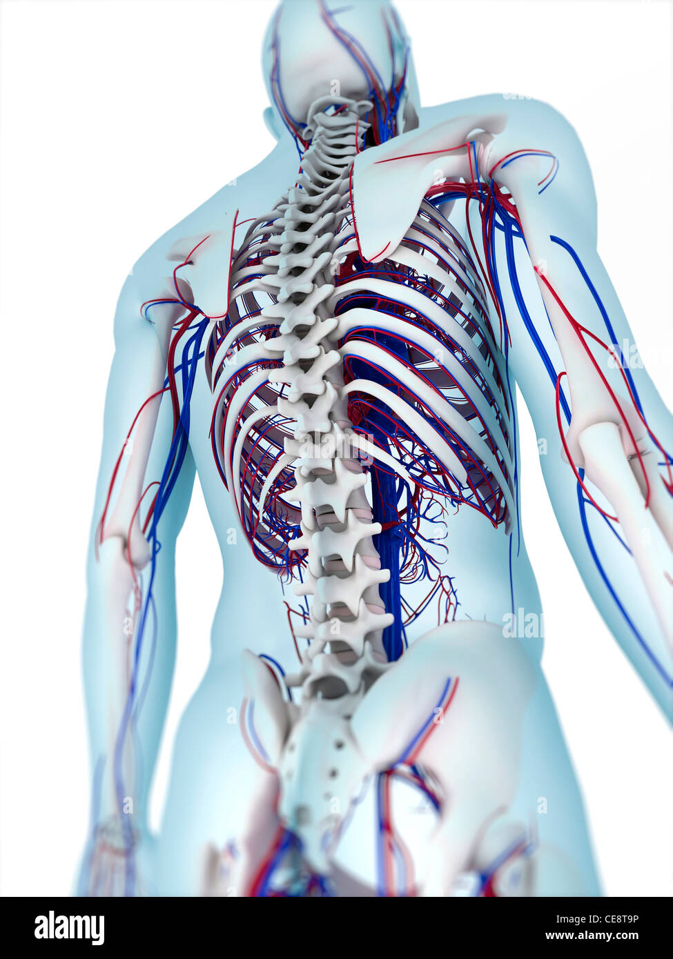 Skeleton Showing Ribs Backbone High Resolution Stock Photography and