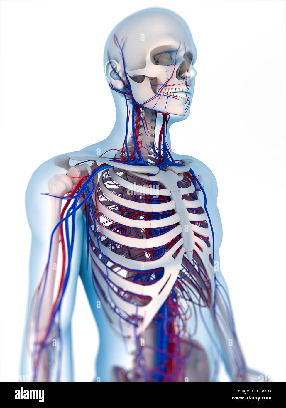 Human anatomy. Computer artwork showing the bones and vascular system ...