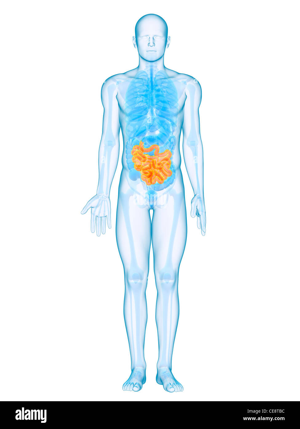 Pinpy Intestines Healthy small intestines, computer artwork Stock Photo - Alamy