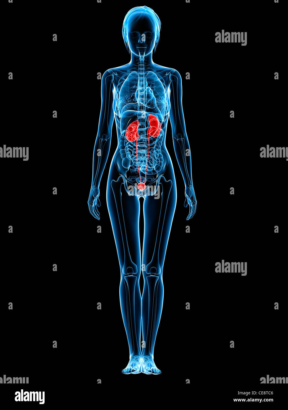 Healthy urinary system, computer artwork. Stock Photo