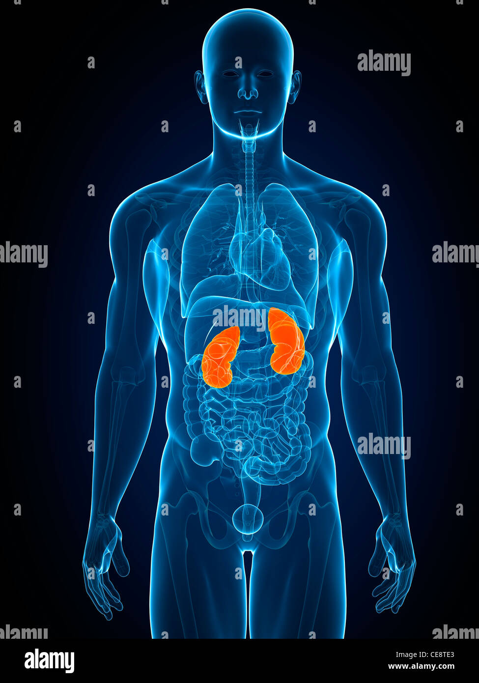 Kidney Desktop Healthy kidneys, computer artwork Stock Photo - Alamy