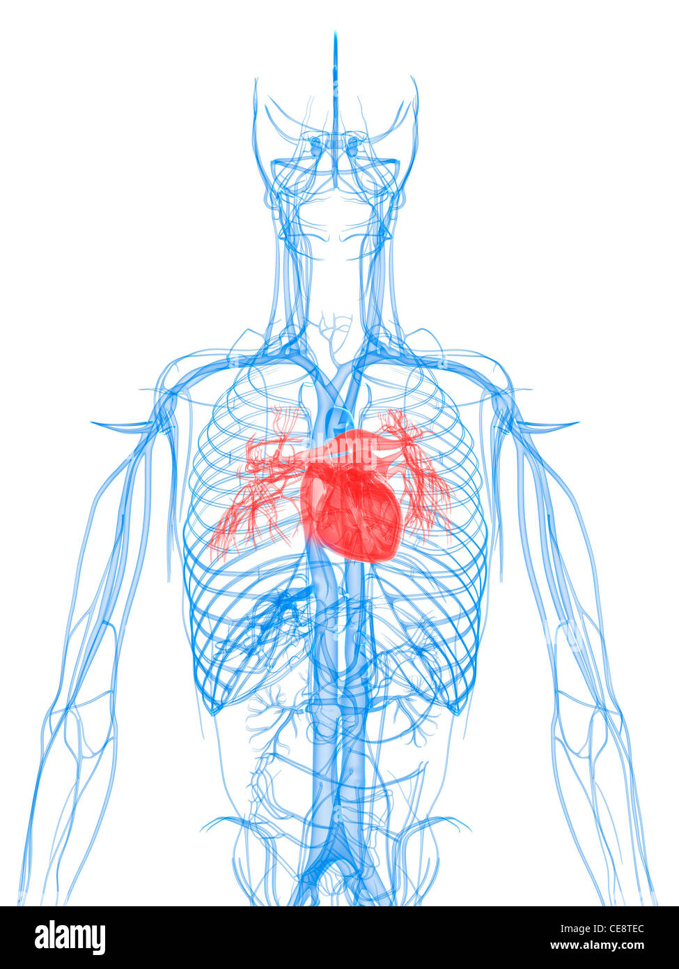 Cardiovascular system, computer artwork Stock Photo Alamy