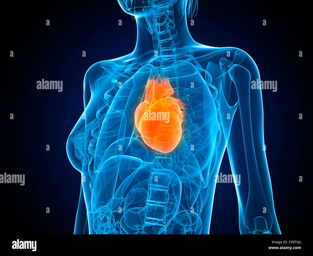 Healthy heart, computer artwork Stock Photo - Alamy