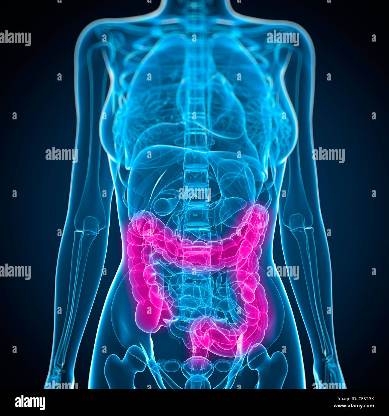 Healthy large intestines, computer artwork Stock Photo Alamy