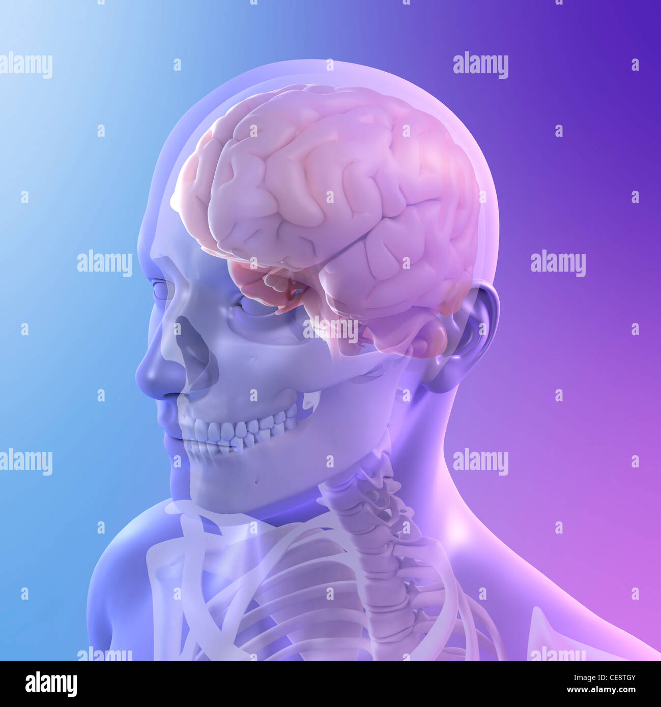 Head anatomy, computer artwork Stock Photo - Alamy