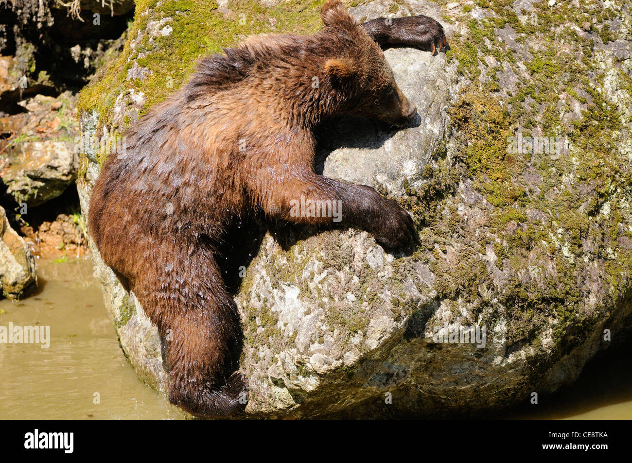 Young brown bear (Ursus arctos) in National Park Bavarian Forest ...