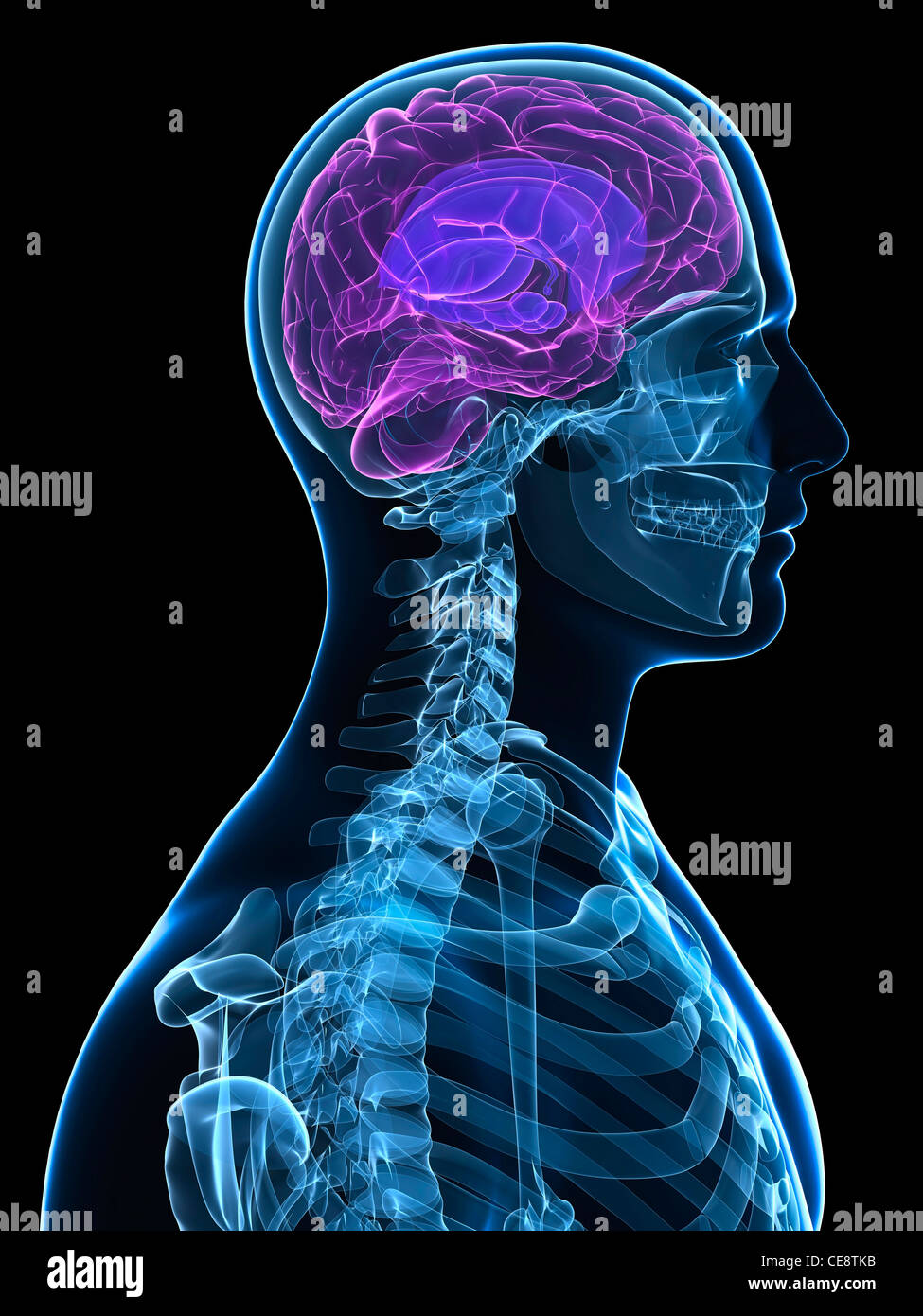 Head Anatomy Computer Artwork Stock Photo Alamy