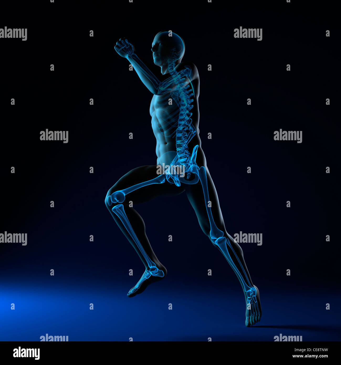 Running skeleton, computer artwork Stock Photo - Alamy