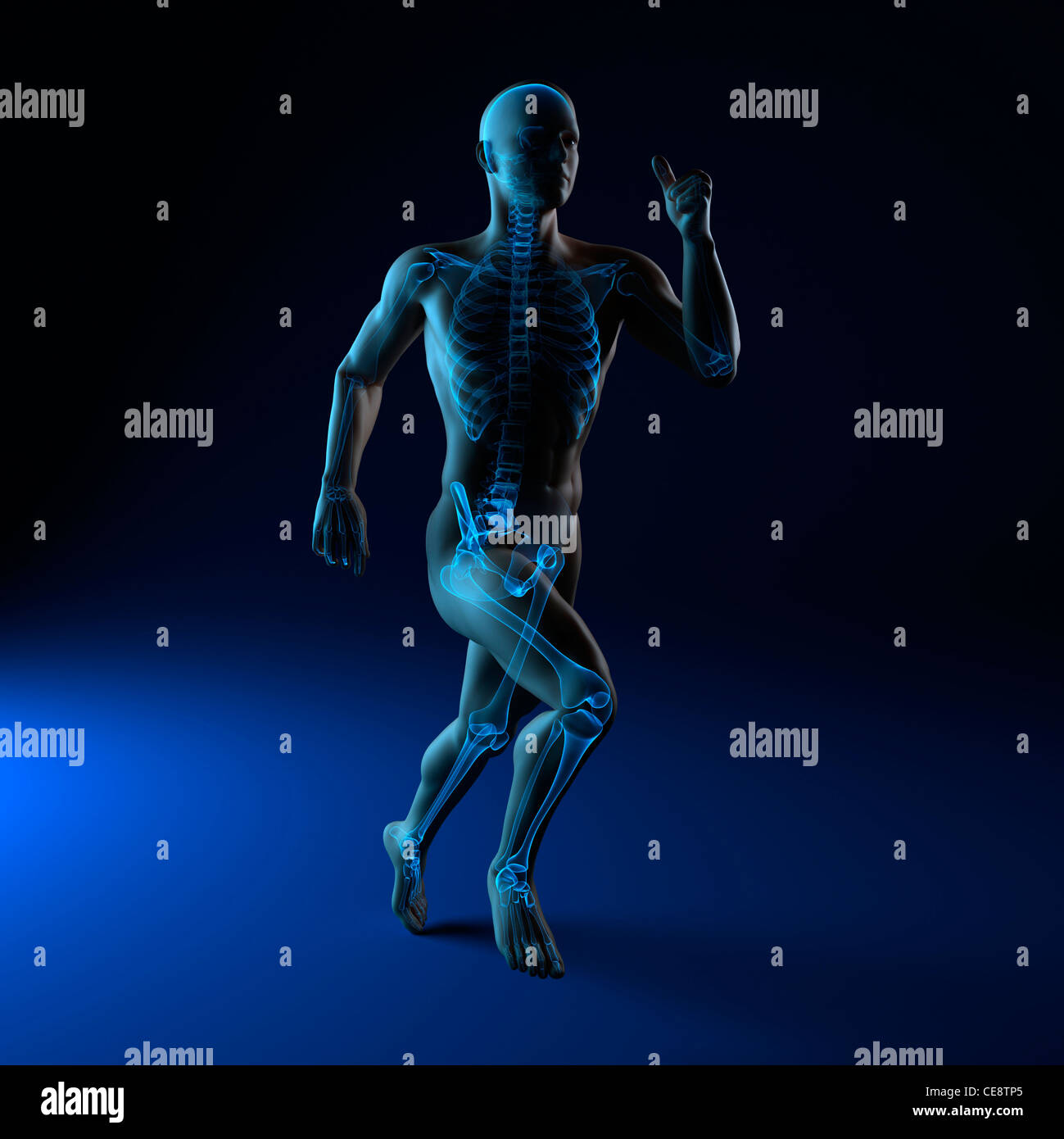 Running skeleton, computer artwork Stock Photo - Alamy