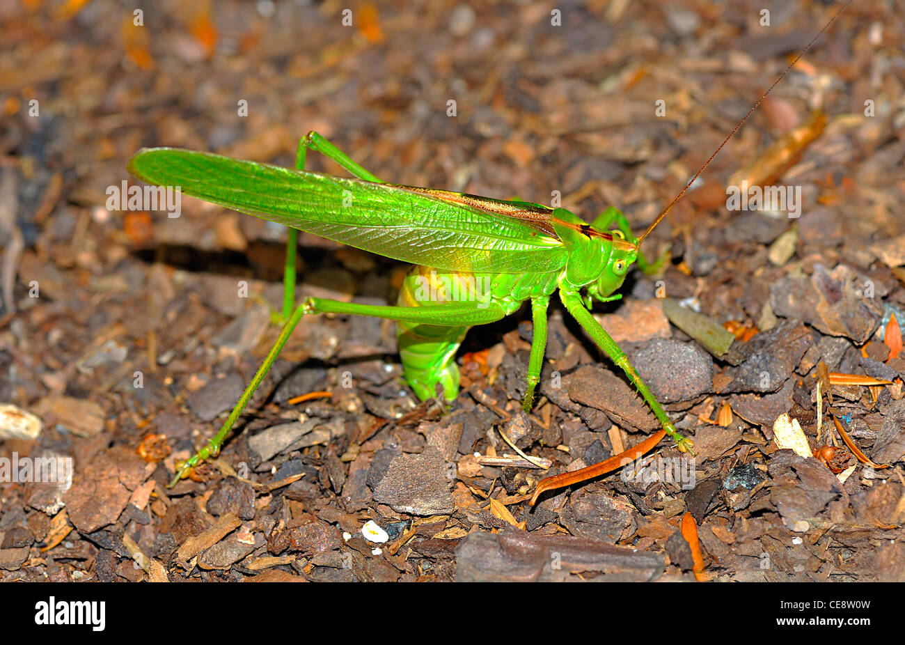 oviposition Grasshopper at oviposition Stock Photo - Alamy