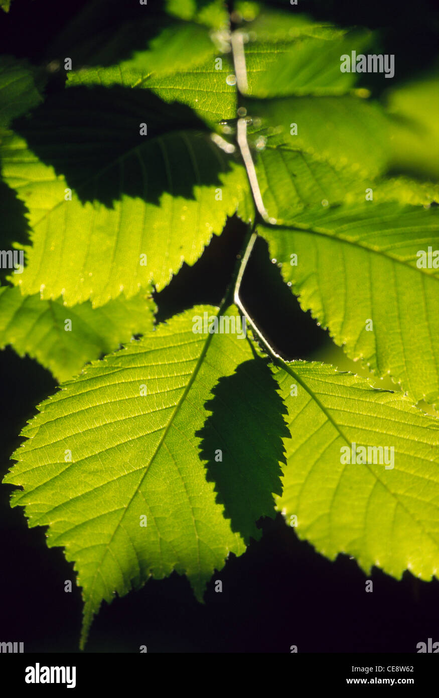Closeup and structures of green light-flooded tree leaves Stock Photo