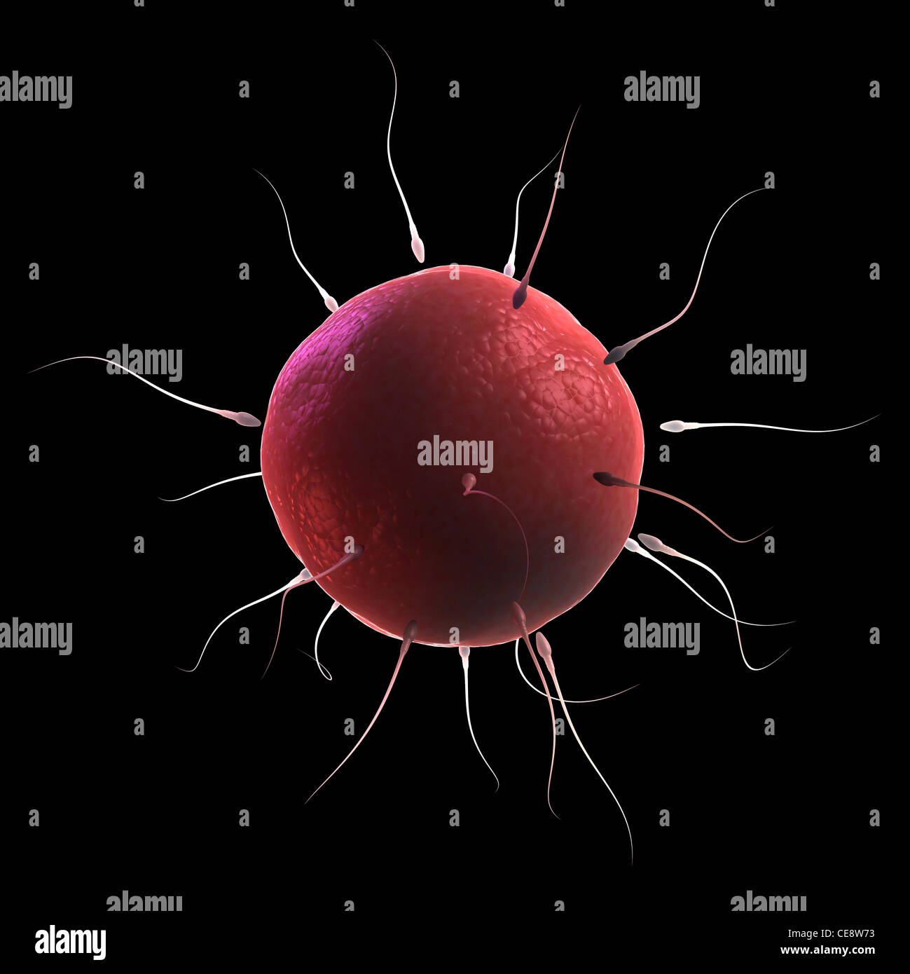 Sperm drawing hi-res stock photography and images - Alamy