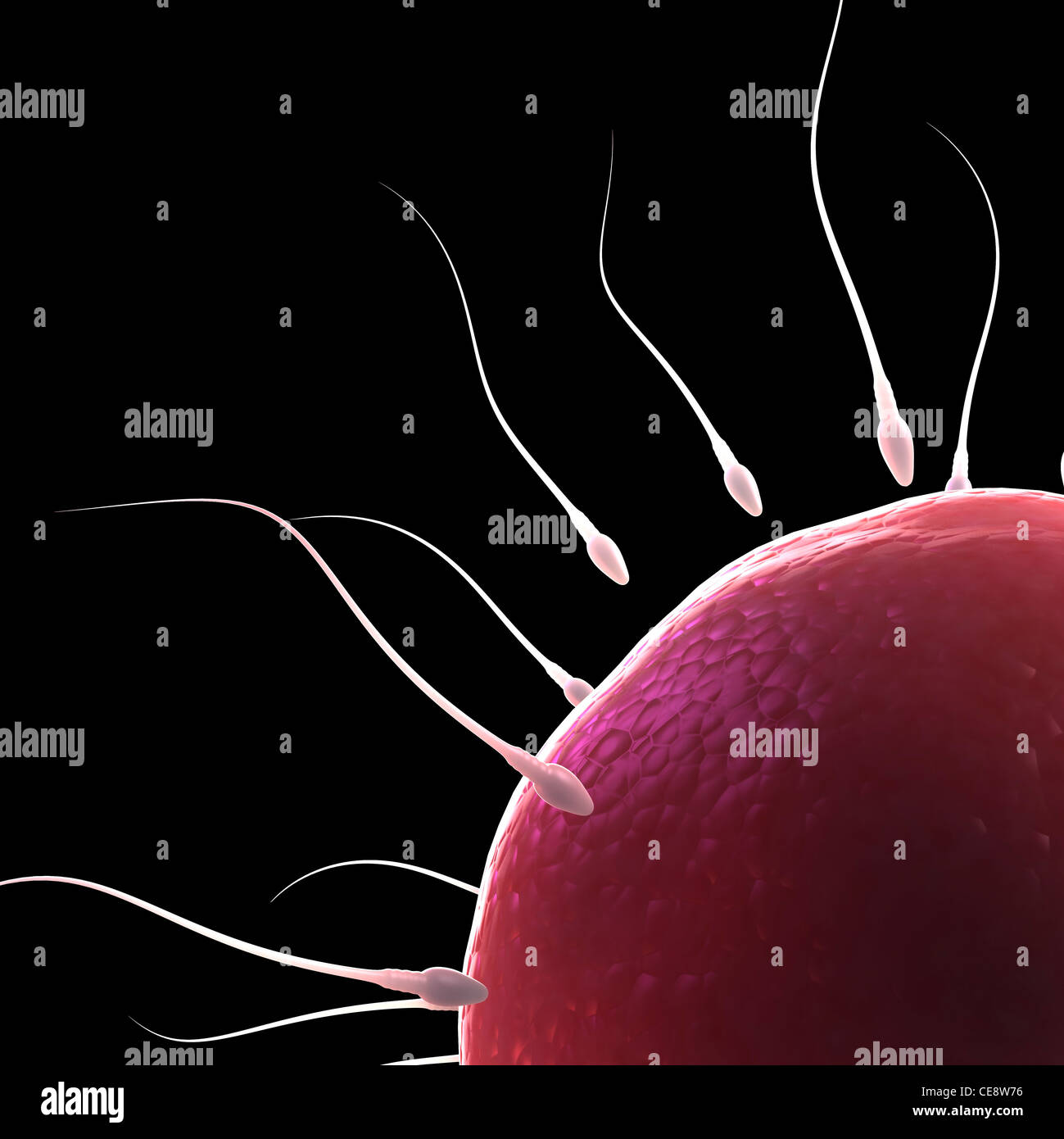 Sperm fertilising an egg hi-res stock photography and images - Alamy