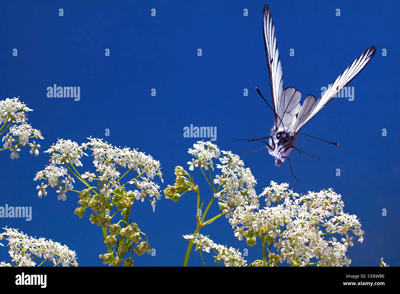 Black-veined white, Aporia crataegi Stock Photo
