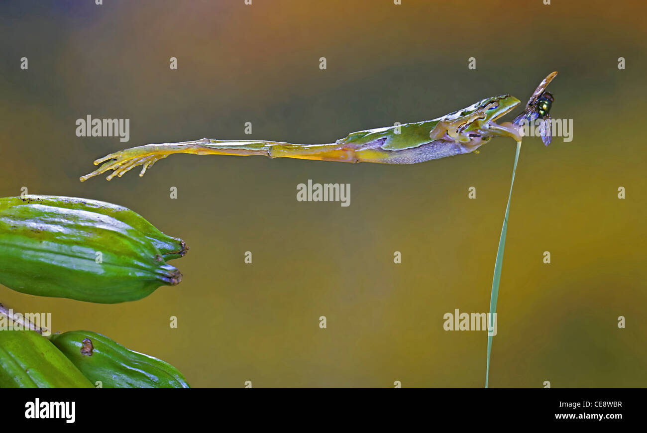 Tree frog, Hyla arborea, catching fly Stock Photo
